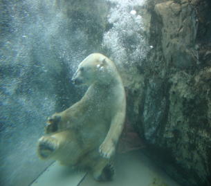 旭山動物園-北極グマ